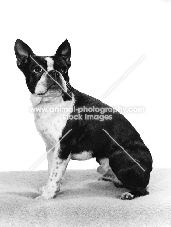 boston terrier looking back anxiously