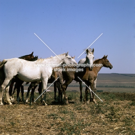 taboon of tersk mares & foals at stavropol stud, russia