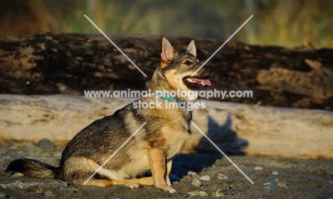 Swedish Vallhund sitting down near log