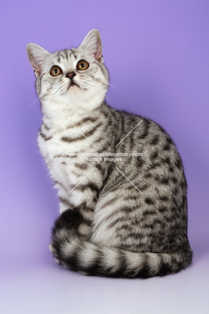 young spotted tabby british shorthair cat