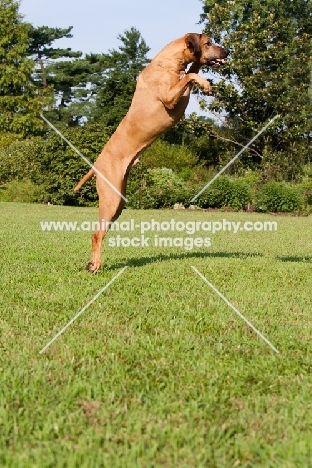 Rhodesian Ridgeback jumping up