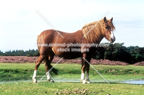 new forest pony in the new forest