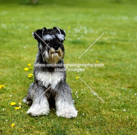 miniature schnauzer sitting on grass