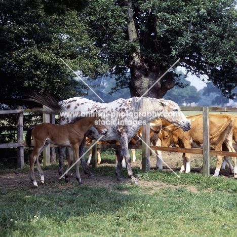 Appaloosa mare with foal