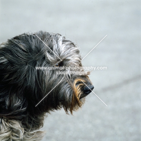 gos d’atura, catalan sheepdog, head study on grey background