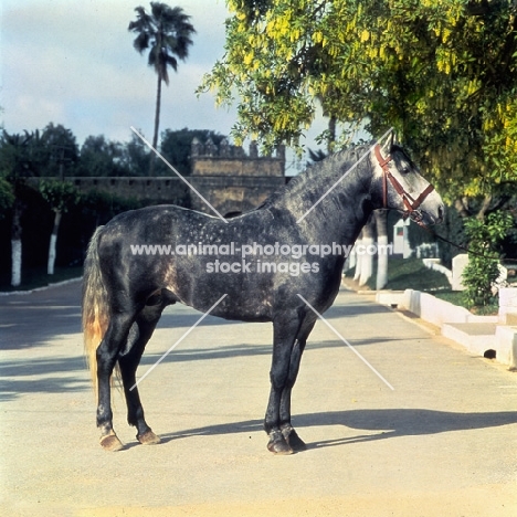 Barb stallion at temara, morocco