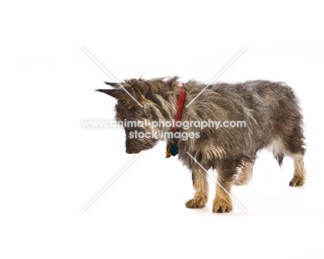 Avon terrier looking down. New breed crossing the Cairn Terrier and two other terrier breeds.