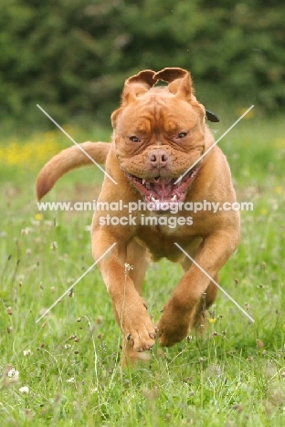 Dogue de Bordeaux in motion