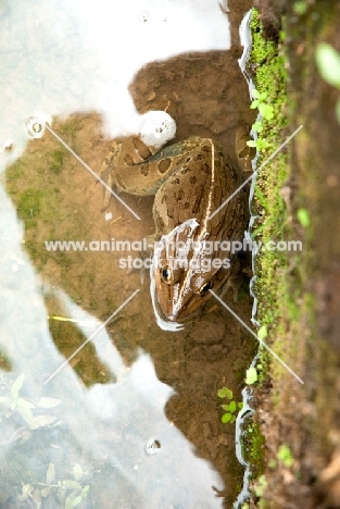 frog in pond