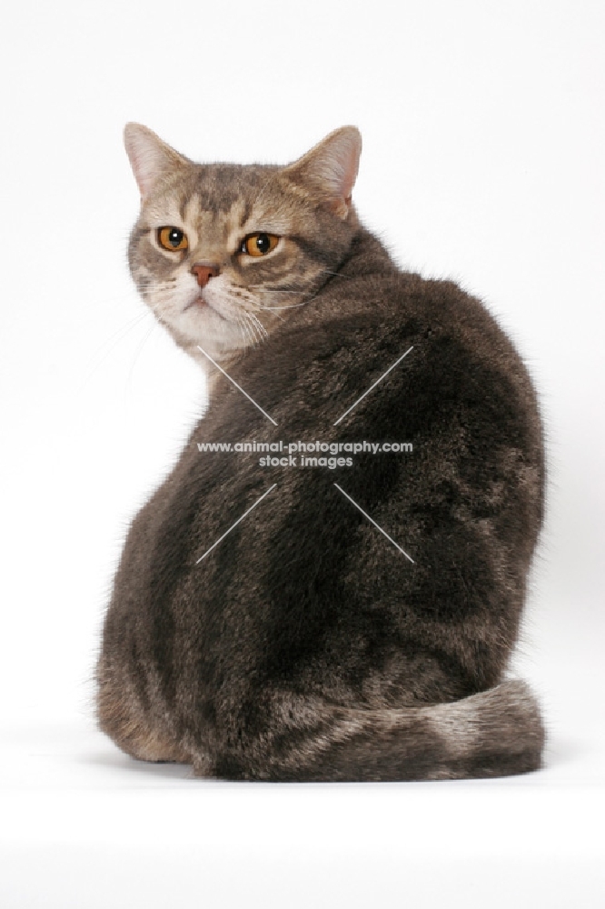 Blue Classic Tabby American Shorthair cat, looking back
