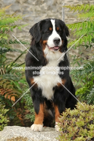Bernese Mountain Dog amongst greenery
