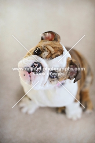 english bulldog puppy looking up with tilted head