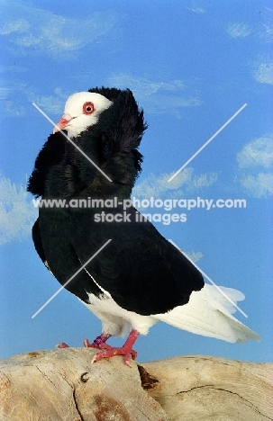 black Old Dutch Capuchione pigeon