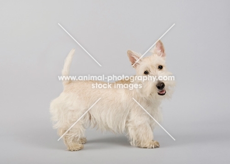 Happy wheaten Scottish Terrier in studio on grey background.