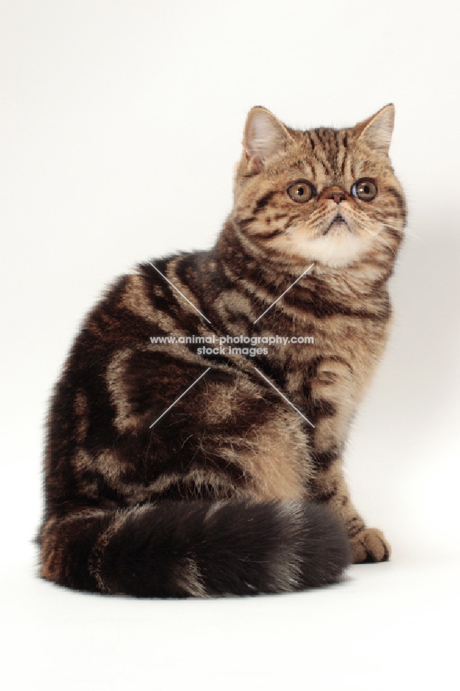 Exotic Shorthair sitting on white background, brown classic tabby colour