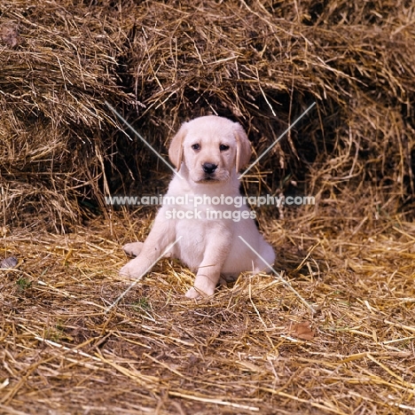 yellow labrador puppy in straw