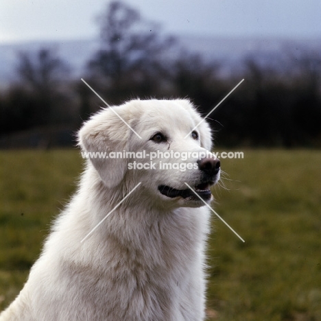 tarncred janus, maremma sheepdog head portrait