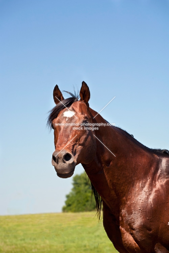 quarter horse in field, blue sky