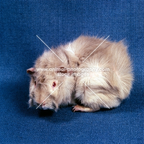 roan abyssinian guinea pig looking at camera