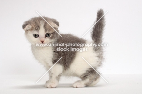 Blue Classic Tabby & White Scottish Fold kitten, tail up