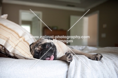 pug lying on side with tongue out