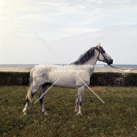 Alford, Barb stallion at El Djdida