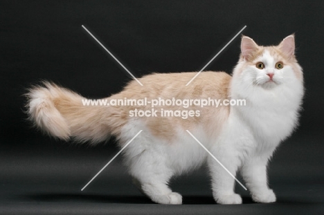 Cream and White Norwegian Forest cat, standing