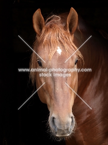 Suffolk Punch portrait