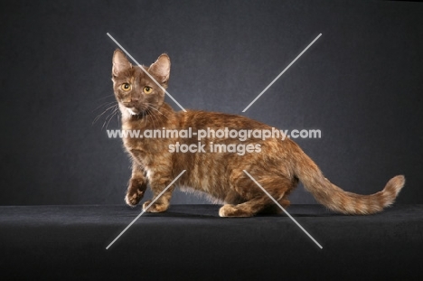 Munchkin on dark grey background