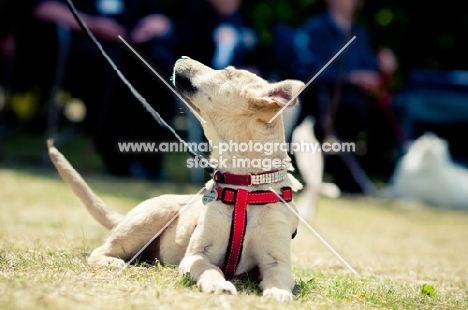Mongrel in harness, resting on grass