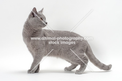 chartreux cat looking back