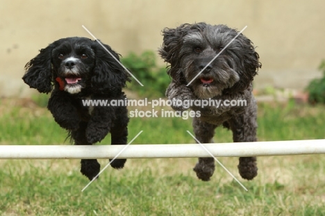 Cockapoo jumping bar