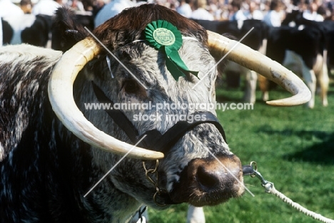 longhorn bull wearing a rosette