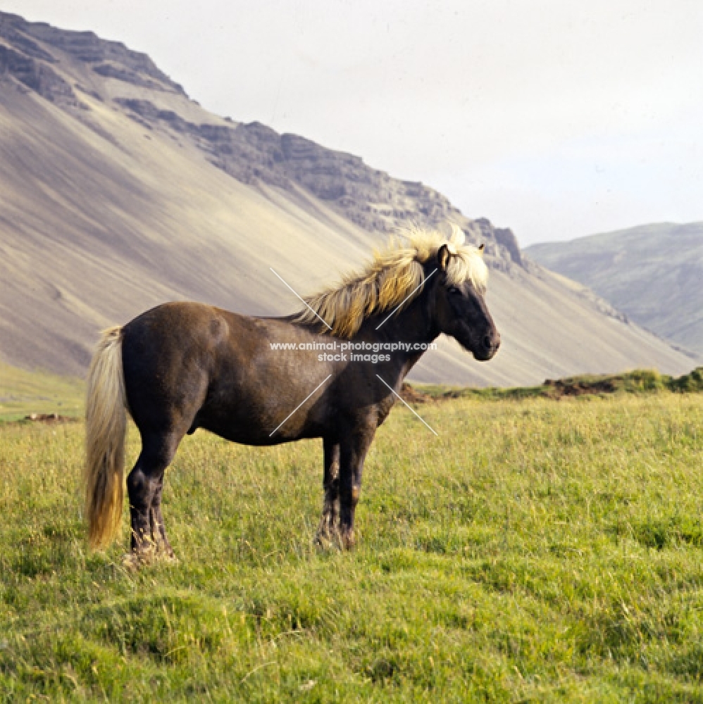 Iceland horse at Hofn