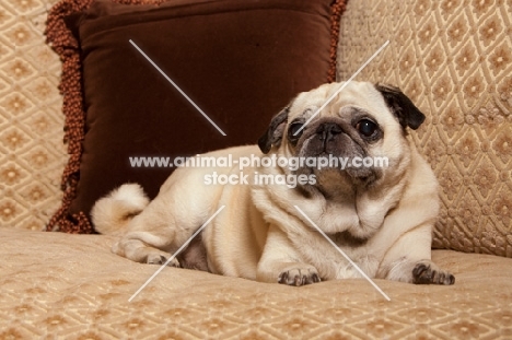 Pug sitting on couch