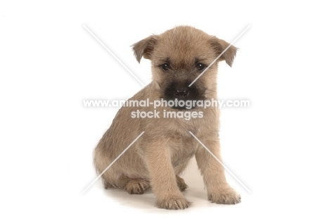 Cairn Terrier puppy sitting on white background