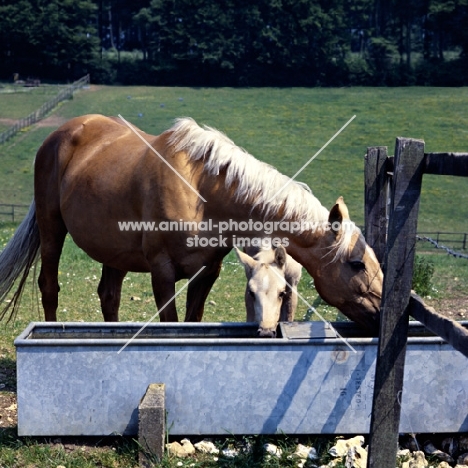 palomino mare and foal drinking at water trough