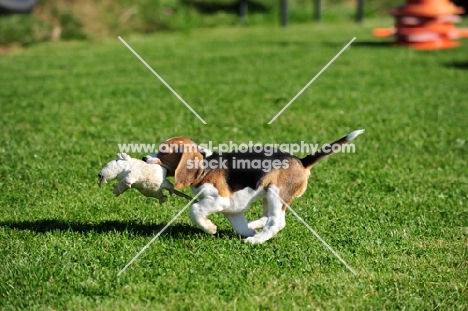Beagle puppy running with toy