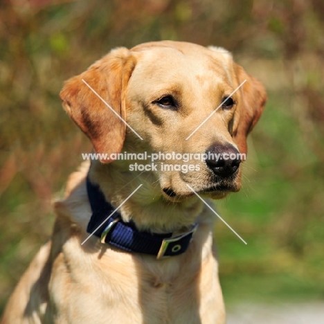 labrador retriever