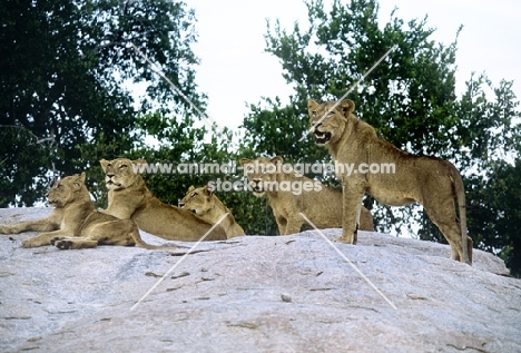 group of lions on rock in kruger national park, south africa