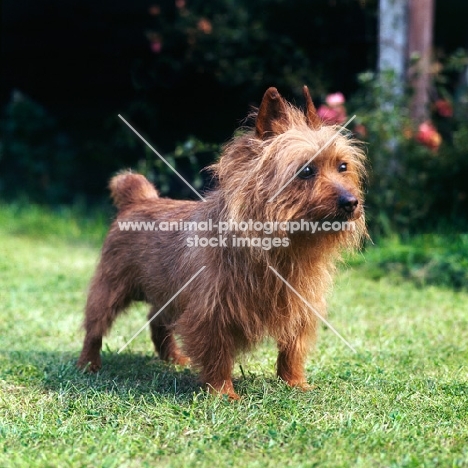 australian terrier in garden