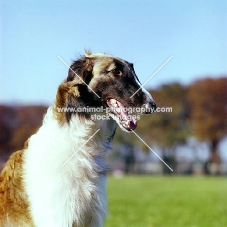 borzoi, head study