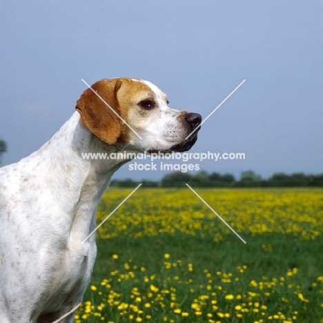 sh ch pipeaway scritti pollitti, portrait of english pointer