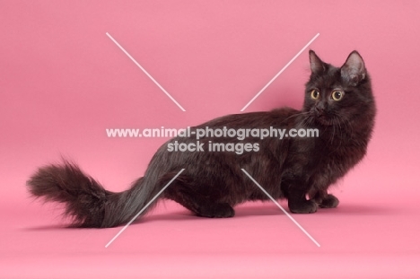 black longhair Munchkin on pastel background, side view