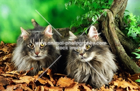 two Norwegian Forest cats in greenery