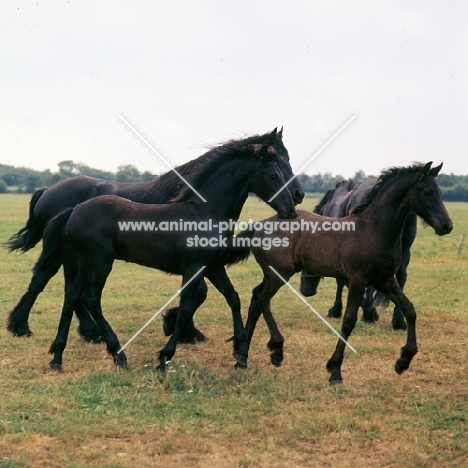 Friesians and foals trotting