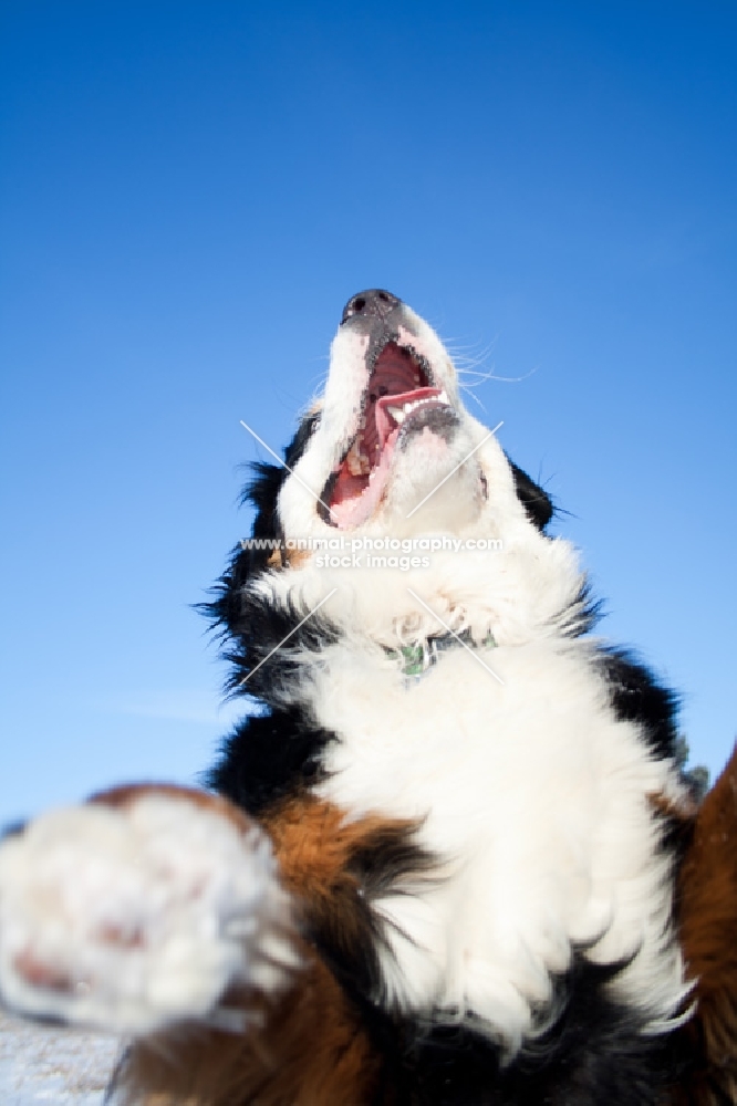 Happy Bernese Mountain Dog jumping up against blue sky