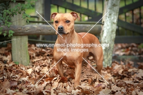 Staffordshire Bull Terrier in autumn