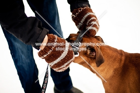 Boxer getting collar and leash put on