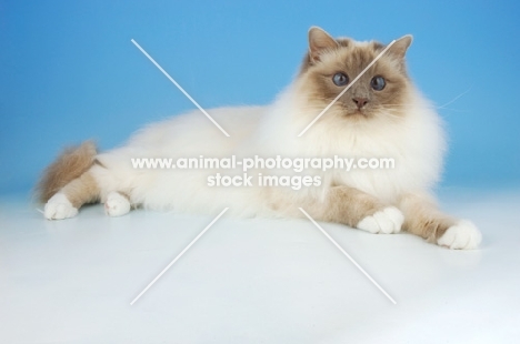 lilac point birman cat, lying down